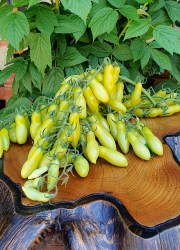 dancing green fingers1